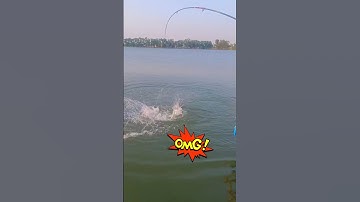 Cá tra khủng hồ 13 mẫu 7 #shorts