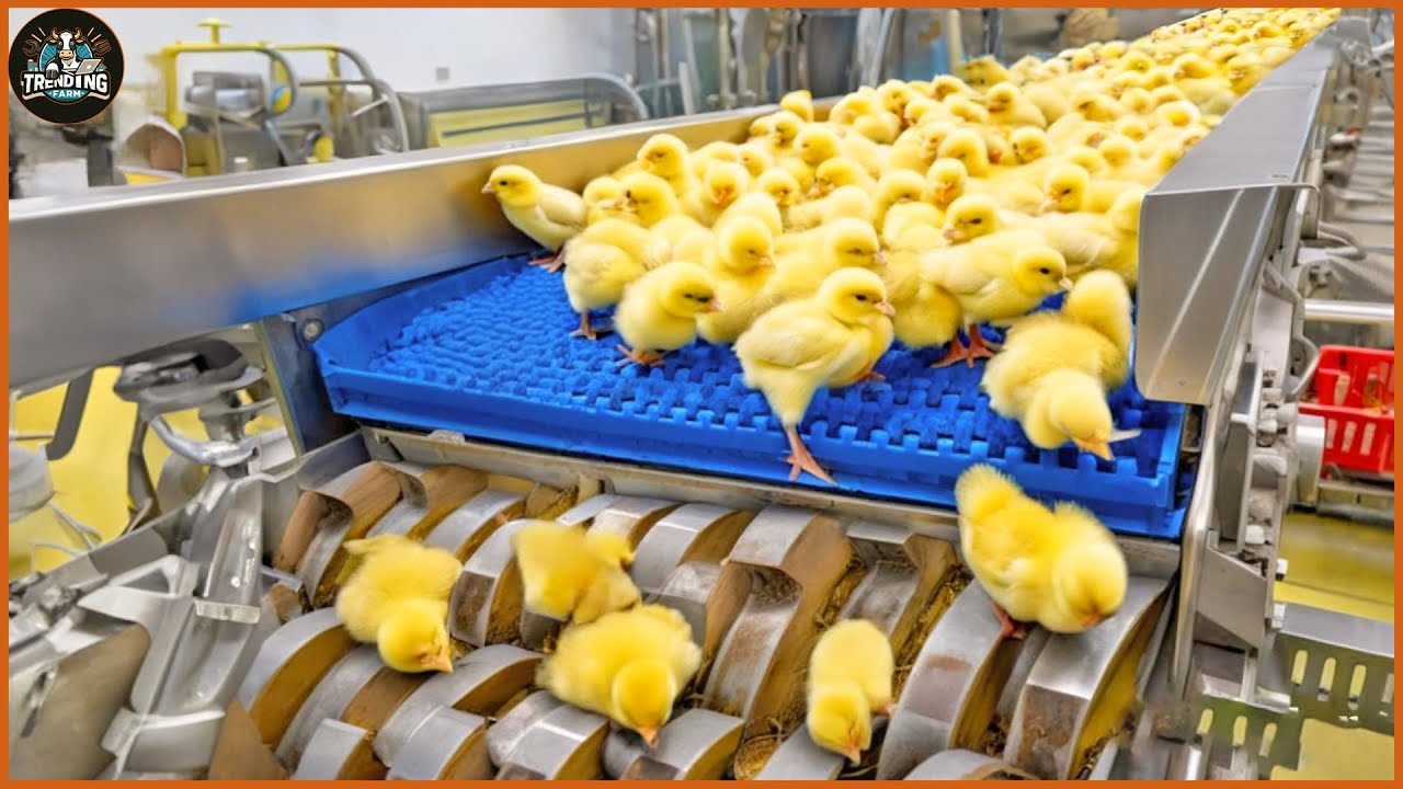 Chicken Egg Incubation Technology - Broiler Raising Method & Process | Food Factory