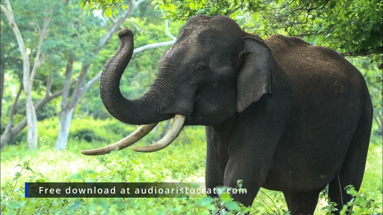 Elephant Trumpets Growls Sound Effect FREE YouTube