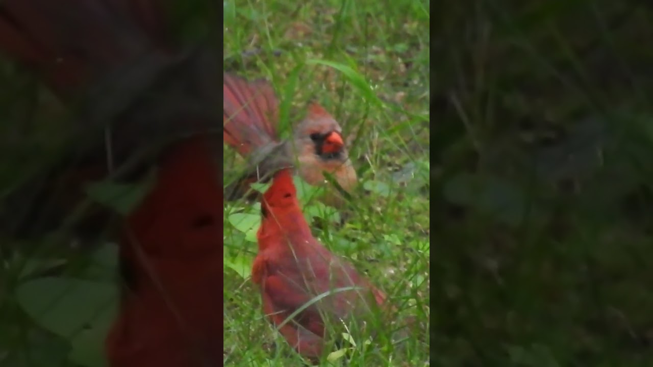 Beautiful Lovebirds in Action Cardinal Mating Season Gets Spicy!