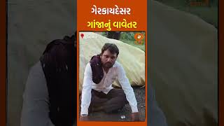     Illegal Marijuana Cultivation