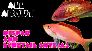 All About The Dispar Anthias and Lyretail Anthias