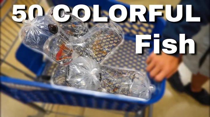 Buying COLORFUL MOLLYS for MINI POND!!!