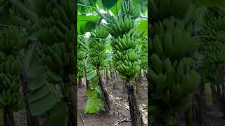 Part2 #Banana #Agri #TNPSC #Reels#bananafunny #AgriExam #Horticulture #banana