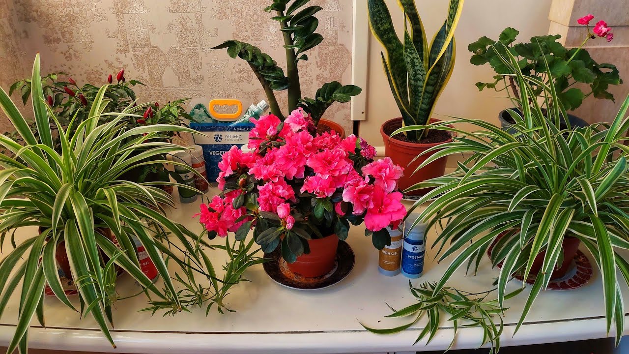 Хона гуллари ишкибозларига энг зор маслахат. КИТАЙСКАЯ РОЗА орнига АГЛАОНЕМА.