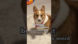 Corgi confused when everyone stares @PinoTheCorgi