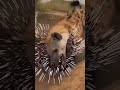 고슴도치 가시의 위력,🦔🐆💥 실제로 이 정도입니다"The Power of Porcupine Quills 🦔🐆💥 This Is How Strong They Really Are"
