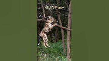 Leopards Vs Monkey Attack #trending #animallife #usa #monkey #forest #shorts #viralvideo #village