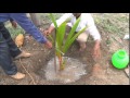 Coconut planting methodtiptur