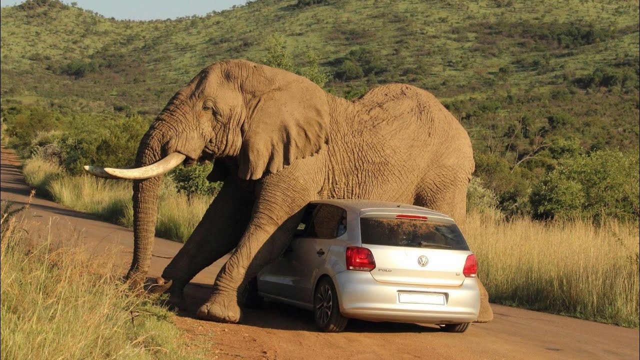el-animal-terrestre-m-s-grande-del-mundo-elefante-africano-youtube