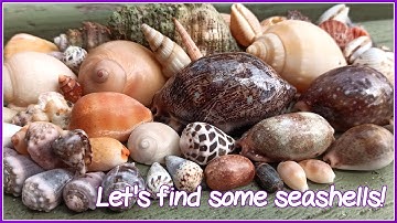 Finding Seashells at Low Tide | Glossy Spotted Deer Cowrie