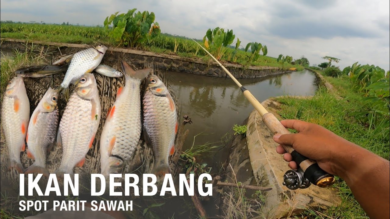 KALEN SAWAH SEKECIL INI TAPI ISI NYA IKAN DERBANG ‼️MANCING JADI MENYENANGKAN