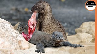 Ruthless Mongoose Beat The Lizard in an Epic Battle