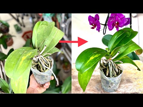 Video Trà Túi Lọc Cứu Phong Lan Bị Vàng Lá Được Phục Hồi Rất... - youtube