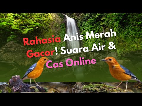 Pancingan ANIS MERAH BETINA Bikin Jantan Gacor Teler! Suara Ncuit, Nratak \u0026 Ngecir Dijamin Kenceng 🔥