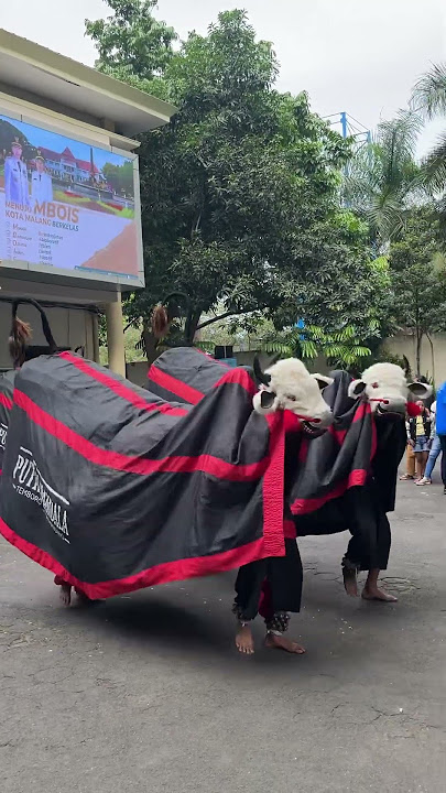 Mandala Son Bullfight