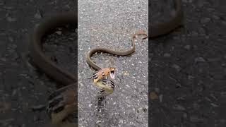 radiated rat snake