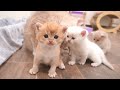 Kittens coming out of their nest running after their owner and mom cat and meowing loudly 