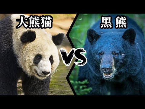 大熊猫vs黑熊，当老虎杀手遇到美洲豹克星，谁会笑到最后呢？