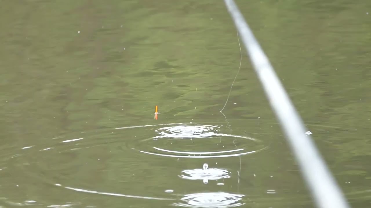 peche au coup