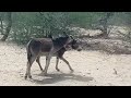 Donkeys Fighting | Donkey Fights Real Action | Donkey, Gadhe Ki Ladai | گڏهن جي ويڙهه | गधे की लड़ाई Mp3 Song