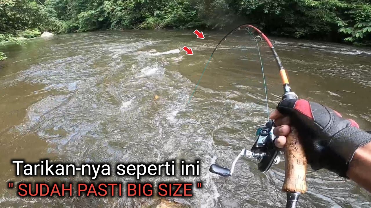 Ganas bukan main!! mancing umpan kepiting saat sungai mulai pasang Full strike