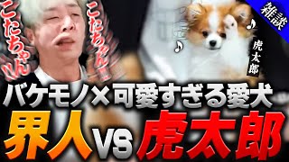 愛犬虎太郎が可愛すぎて顔面がバグり散らかすヘンディー【ヘンディー/トナカイト】