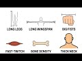 Every Physical Advantage In MMA Explained