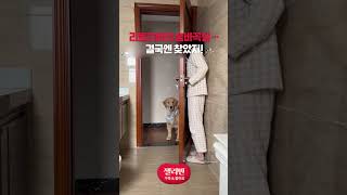 리트리버의 숨바꼭질… 결국엔 찾았지!#리트리버 #리트리버귀여움 #강아지행동 #강아지지능  #강아지숨바꼭질