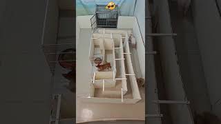 This dog shocked its owner 😱 #Dogsoftiktok #DogLovers #dog #cute #FunnyDogs #dogcartoon #fyp