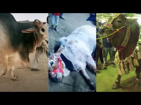 tik-tok-videos-of-cow-mandi-karachi-|-cow-mandi-sohrab-goth-2019-|-tik-tok-videos-|-part---4