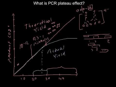 Video: Analisis PCR: Apa Yang Istimewa?