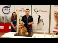 Charismatic kurilian bobtail at cat show の動画、YouTube動画。