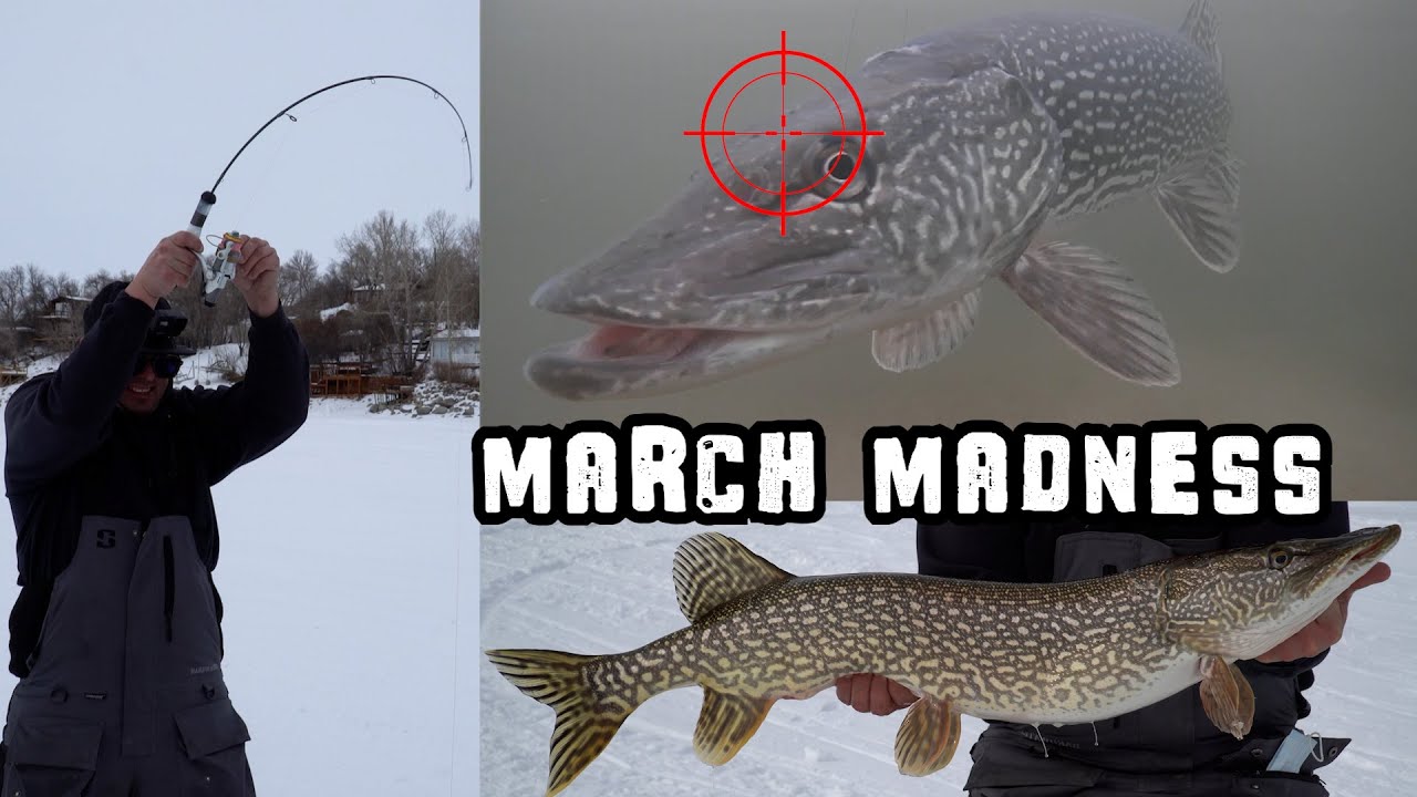 Ice Fishing Big Northern Pike Right in Our Backyard (Saskatchewan, Canada)  