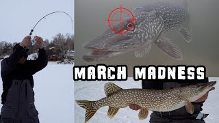 Ice Fishing Big Northern Pike Right in Our Backyard (Saskatchewan