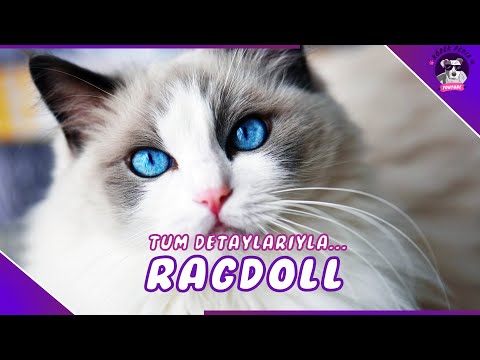 Video: Ragdoll Cat Breed Gerçekler, Fotoğraflar ve Bakım İpuçları