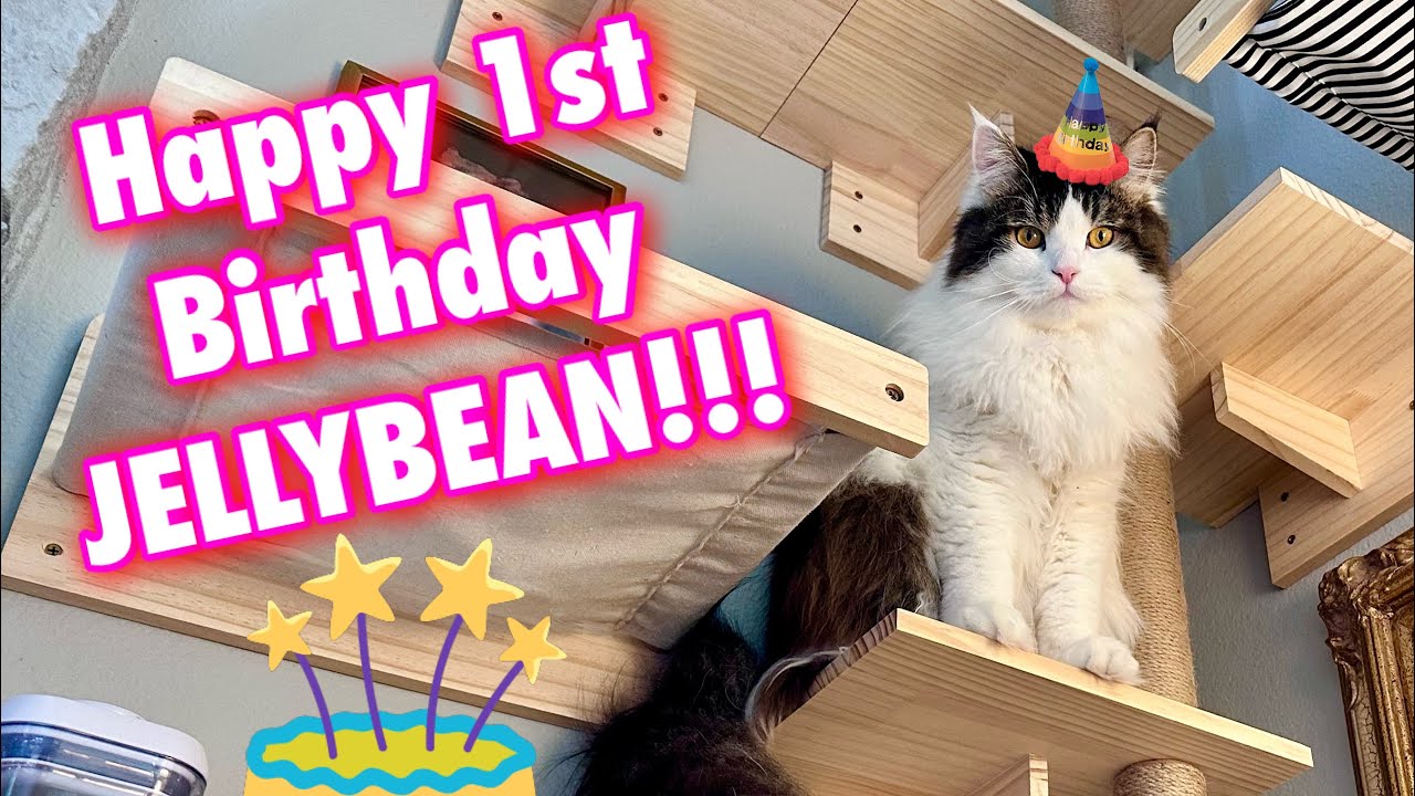 Jellybean's Jumbo Jungle Gym! 🎉🐱 | His Epic First Birthday Climbing Adventure #cat