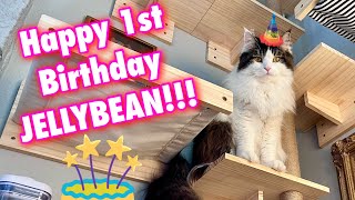 Jellybean's Jumbo Jungle Gym! 🎉🐱 | His Epic First Birthday Climbing Adventure #cat