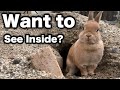 The Rabbit Came to Show Me Her Finished Burrow
