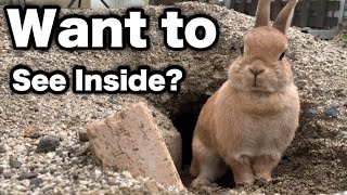 The Rabbit Came to Show Me Her Finished Burrow