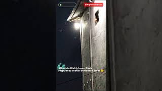 pemantauan binaan BWN pemakaian 5 suara andalan dari BWN Baruga walet Nusantara 27 tidak ragukan👍