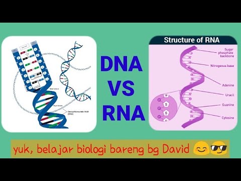 Video: Bagaimana RNA dibedakan dari DNA?