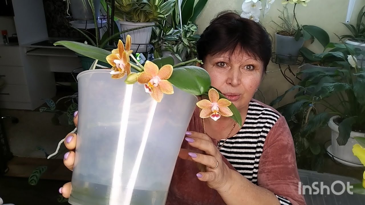 Такое у меня впервые при пересадке орхидеи. Расскажу как я их поливаю. 