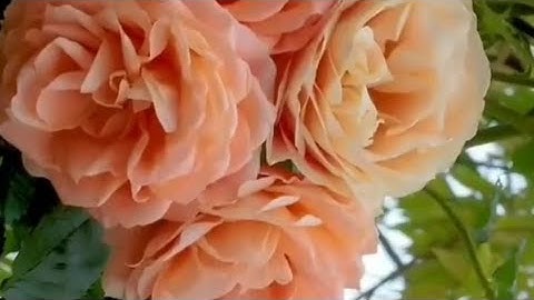 💚 || فضل القرآن الكريم بشرى إلى حفظ القرآن العظيم || الشيخ نبيل العوضي|| اللهم أعنا على ذكرك وشكرك||