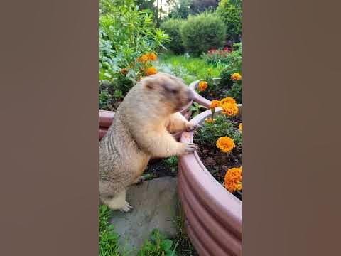 Вредитель сада - YouTube