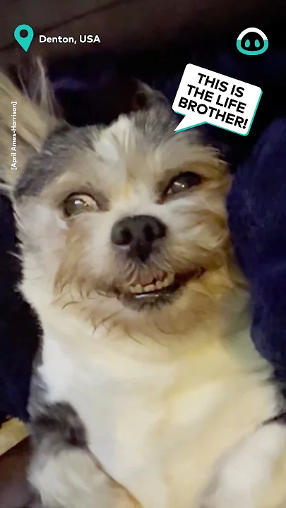 Old Pup Loves Belly Rubs || ViralHog