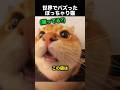 ダイエット中の猫→泳がされた結果が可愛すぎる！