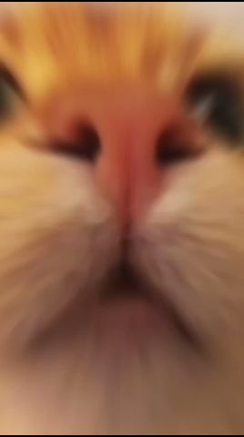 ダイエット中の猫→泳がされた結果が可愛すぎる!