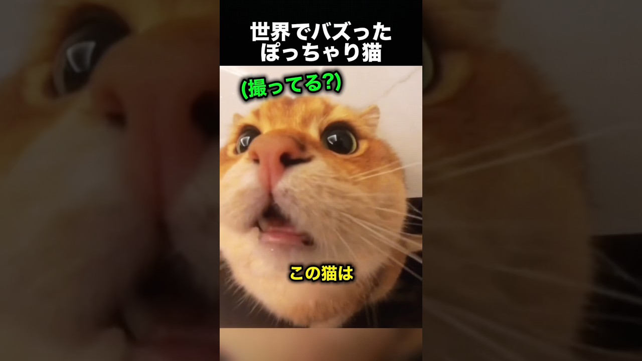 ダイエット中の猫→泳がされた結果が可愛すぎる！