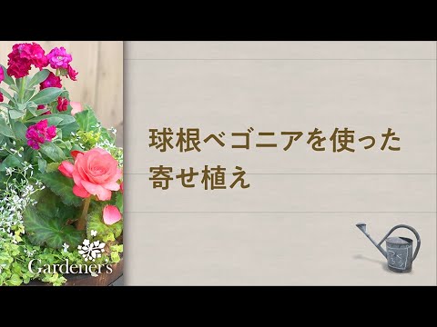 秋の寄せ植え3分レシピ 球根ベゴニアを使った寄せ植え Youtube